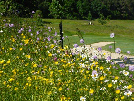 Blumenwiese Blumenwiese