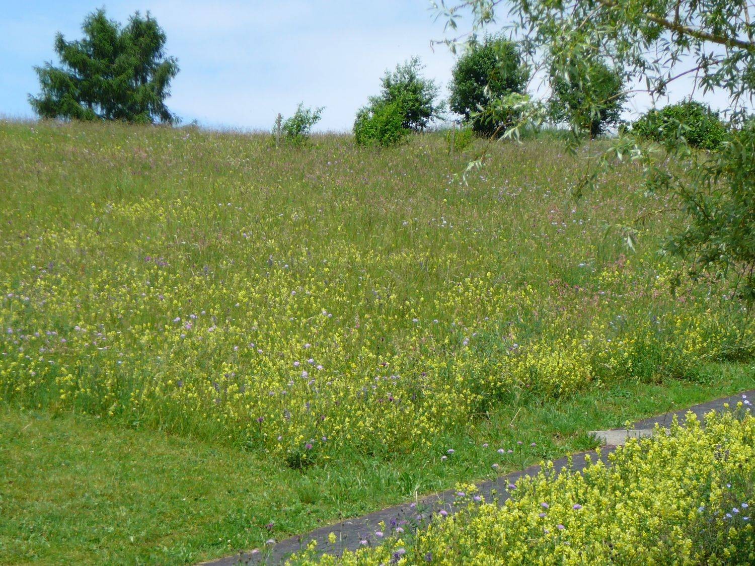 Golfplatz Nack, Aussaat 1992
