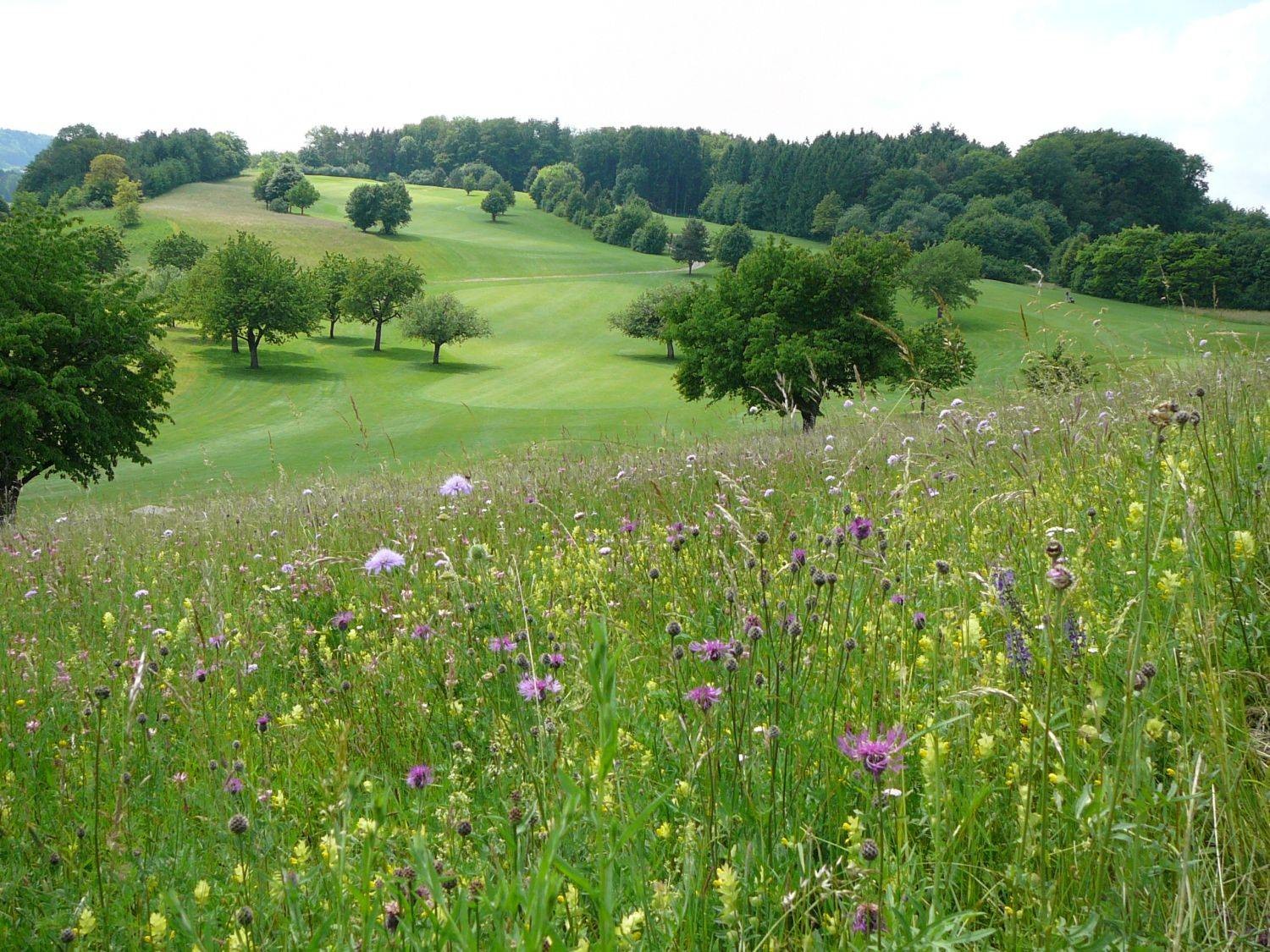 Golfplatz Nack, Aussaat 1992