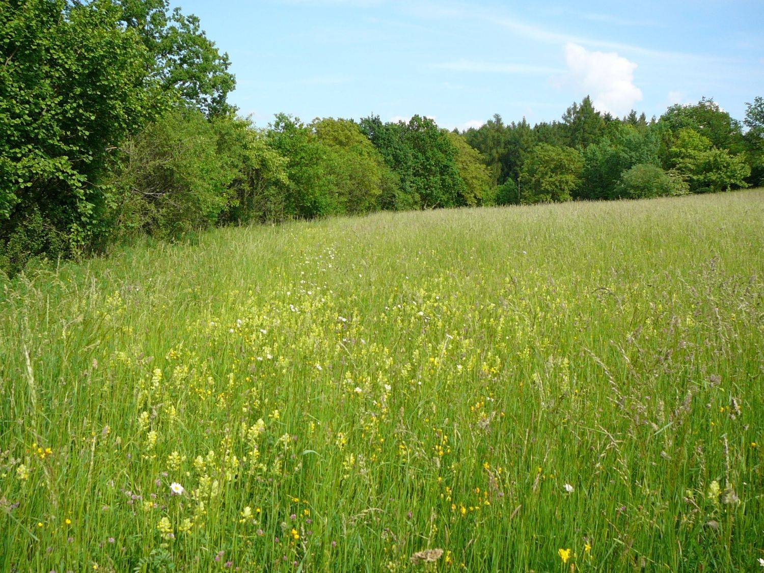 Klausenhalde Gottmadingen, Aussaat 1993, Aufnahmejahr 2010