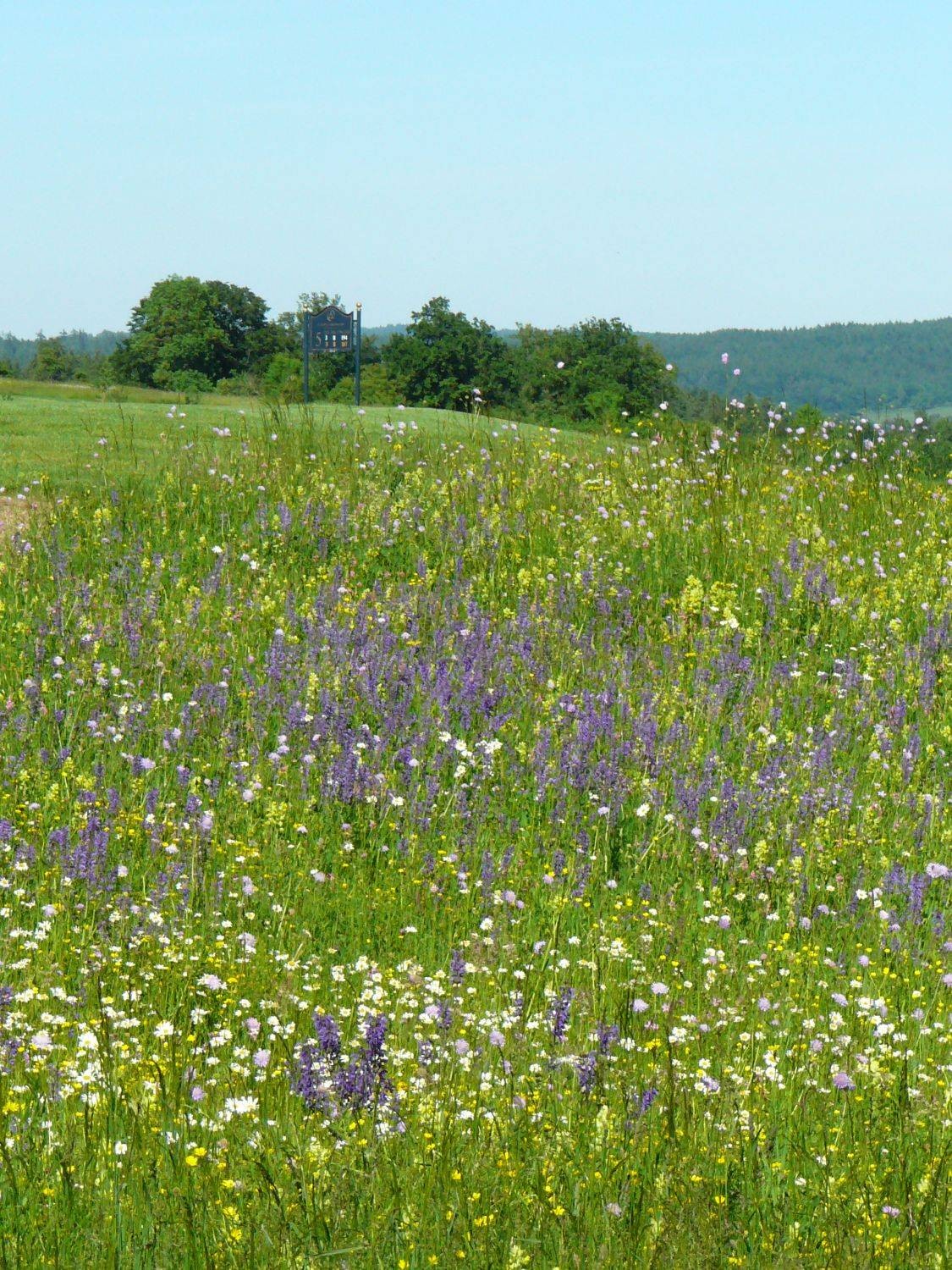 Golfplatz Schloß Langenstein, Aussaat 1991, Aufnahmejahr 2010