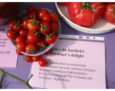 Tomate, Tomate, Gardener´s delight
