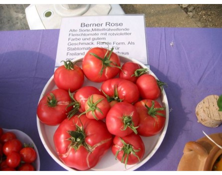 Tomate, Berner Rose