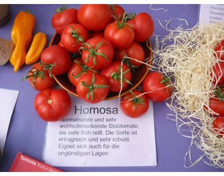 Tomatensorte Homosa