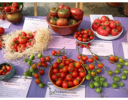 Pflanzenpaket: Tomatenraritäten