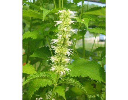 Weiße Agastache (Agastache anisatus var. alba)