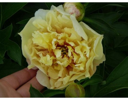 Creamy Peach Pfingstrose