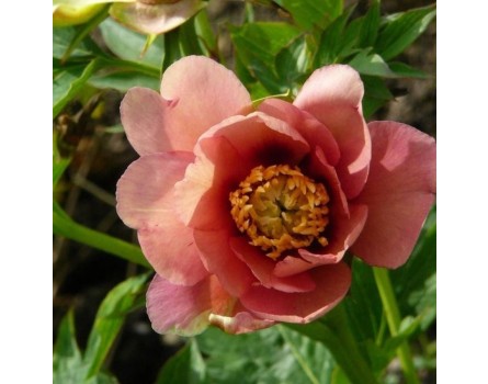 Old Rose Dandy Pfingstrose