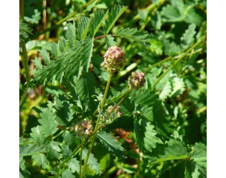 Kleiner Wiesenknopf, Wildform (Sanguisorba minor)