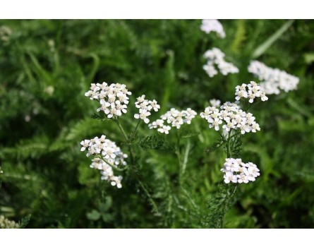 Schafgarbe, Wildform (Achillea millefolium)