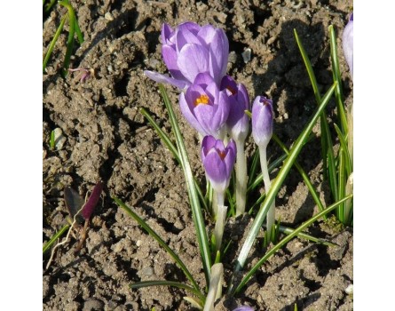 Elfen-Krokus (Crocus tommasinianus)
