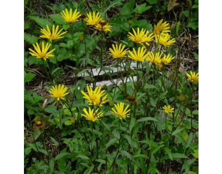 Ochsenauge (Buphtalmum salicifolium)