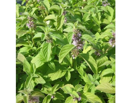 Bananen-Minze (Mentha arvensis 'Banana')