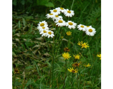 Tanacetum corymbosum, Straußblütige Wucherblume