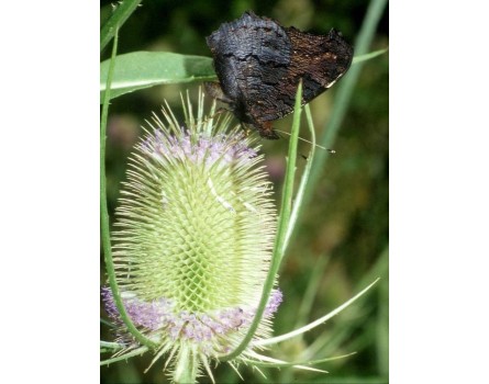 Wilde Karde (Dipsacus fullonum)