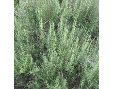 Rosmarin (Rosmarinus officinalis)