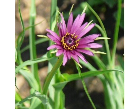 Haferwurzel (Tragopogon porrifolius)