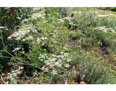 Kerbelrübe (Chaerophyllum bulbosum)