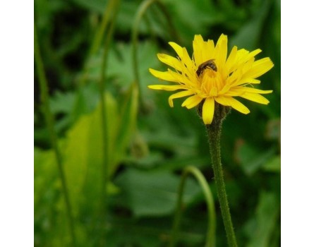 Rauher Löwenzahn (Leontodon hispidus)