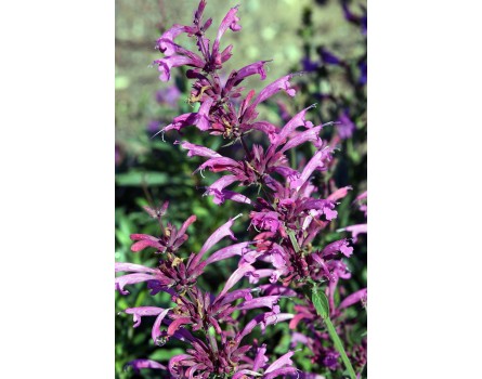 Lemon-Agastache (Agastache mexicana)