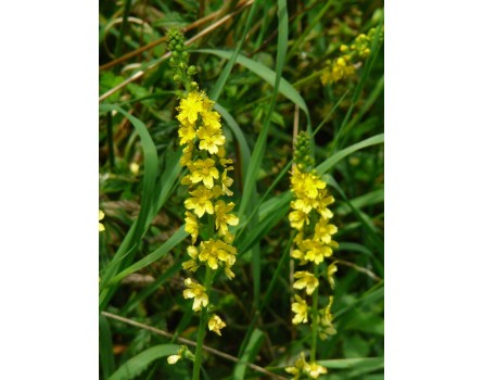 Odermennig (Agrimonia eupatoria)
