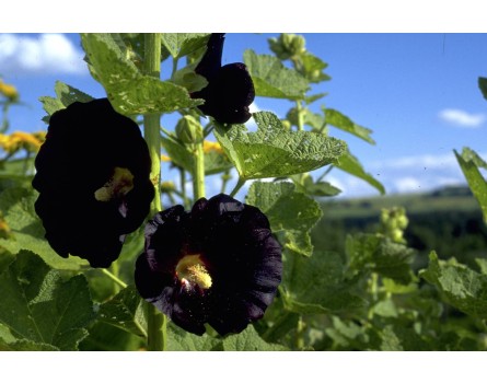 Schwarze Stockrose (Alcea rosea var. nigra)