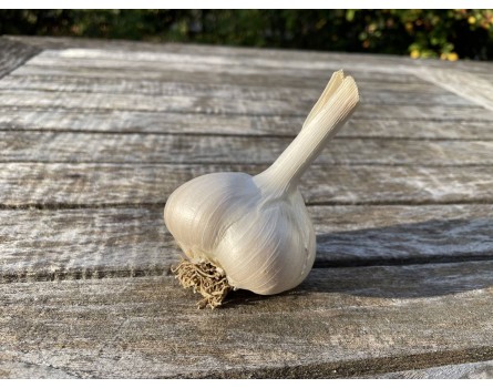 Riesenknoblauch (Allium ampeloprasum)