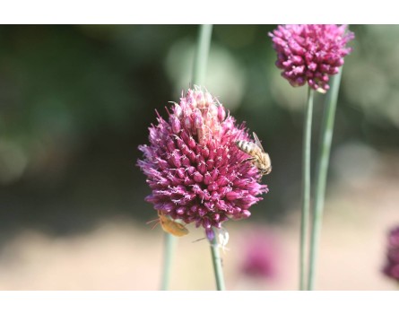 Kopflauch (Allium sphaerocephalon)