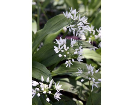 Bärlauch (Allium ursinum)