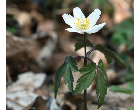 Buschwindröschen (Anemone nemorosa)