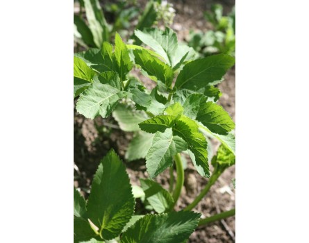 Engelwurz (Angelica archangelica)