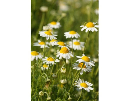 Anthemis nobilis (Römische Kamille)