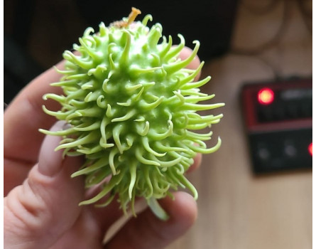 Antillengurke, Cucumis anguria