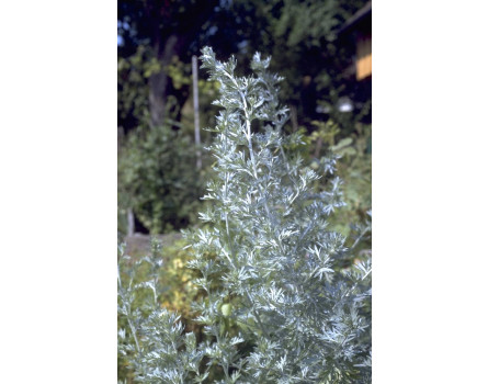 Wermut, Artemisia absinthium