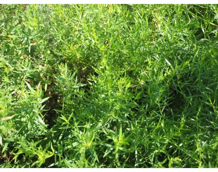 Estragon (Artemisia dracunculus)