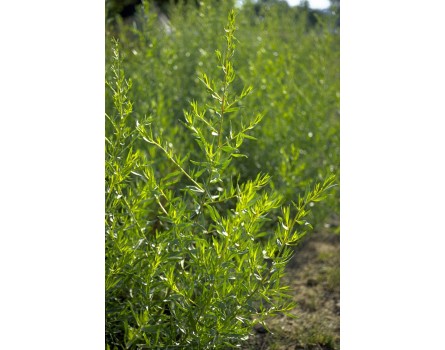 Französischer Estragon (Artemisia dracunculus var. sativa)
