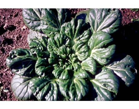 Pak choi (Bio-Saatgut)