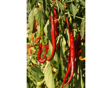 Chili 'Joe's Long', Capsicum annuum 'Joe's Long'