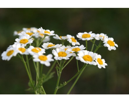 Mutterkraut (Chrysanthemum parthenium)