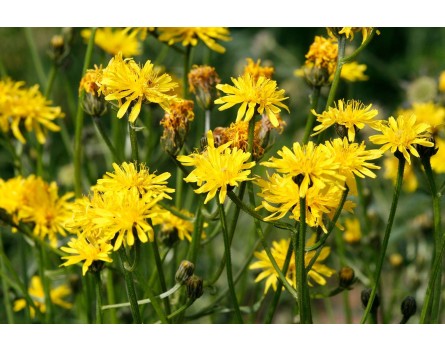 Wiesenpippau, Wildform (Crepis biennis)