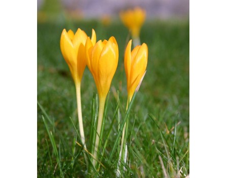 Crocus flavus (Frühlingsblühender Goldkrokus)