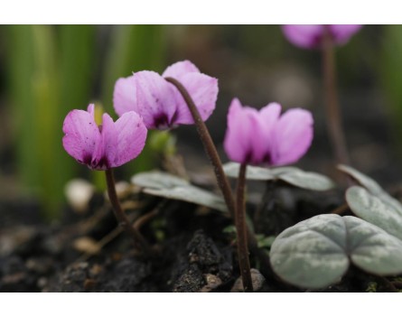 Cyclamen coum (Frühlings-Alpenveilchen)