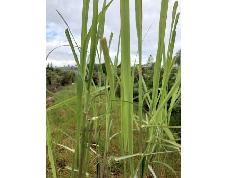  Zitronengras / Lemongras (Cymbopogon citratus)