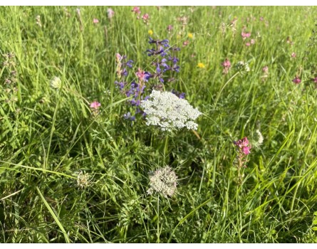 Wilde Möhre, Wildform (Daucus carota)