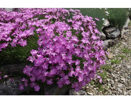 Pfingstnelke (Dianthus gratianopolitanus 'Donau')