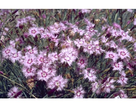 Anatolische Nelke (Dianthus anatolicus)