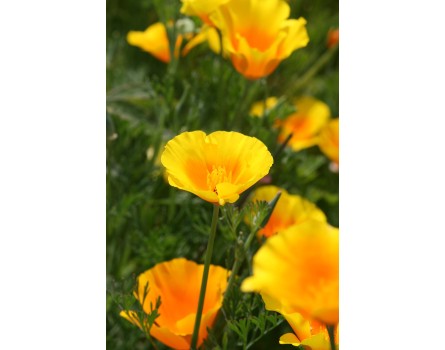 Eschscholzia californica (Kalifornischer Mohn, Goldmohn)