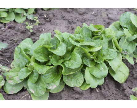 Feldsalat, Nüsslisalat 'Verte de Cambrai' (Saatgut)