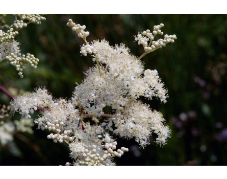 Mädesüß (Filipendula ulmaria)