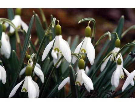 Schneeglöckchen (Galanthus nivalis)